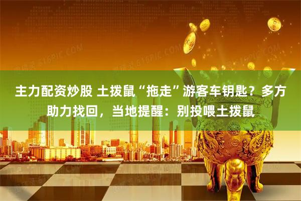 主力配资炒股 土拨鼠“拖走”游客车钥匙？多方助力找回，当地提醒：别投喂土拨鼠
